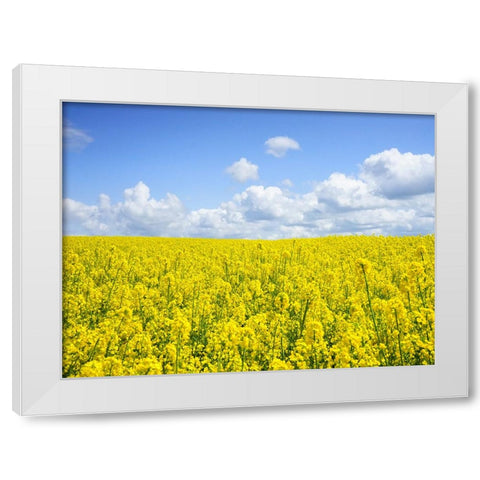 Field 15 White Modern Wood Framed Art Print by Lee, Rachel