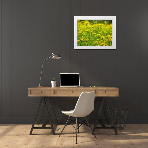 Field 16 White Modern Wood Framed Art Print by Lee, Rachel