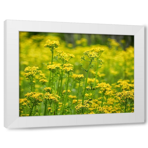 Field 16 White Modern Wood Framed Art Print by Lee, Rachel