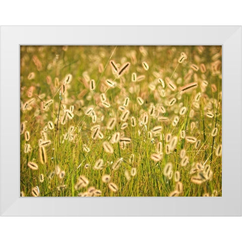 Field 17 White Modern Wood Framed Art Print by Lee, Rachel