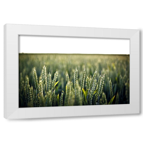 Field 2 White Modern Wood Framed Art Print by Lee, Rachel