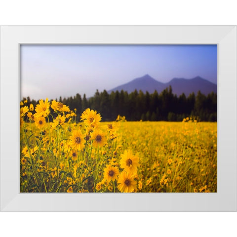 Field 22 White Modern Wood Framed Art Print by Lee, Rachel