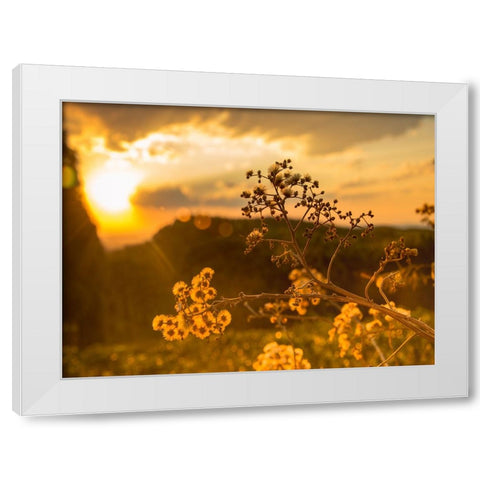 Field 23 White Modern Wood Framed Art Print by Lee, Rachel