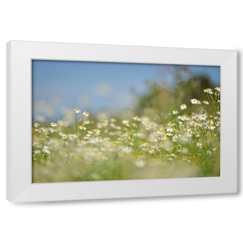 Field 3 White Modern Wood Framed Art Print by Lee, Rachel