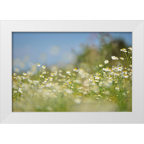 Field 3 White Modern Wood Framed Art Print by Lee, Rachel