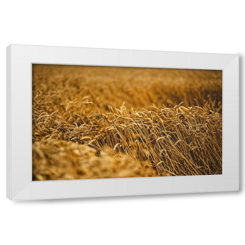 Field 5 White Modern Wood Framed Art Print by Lee, Rachel