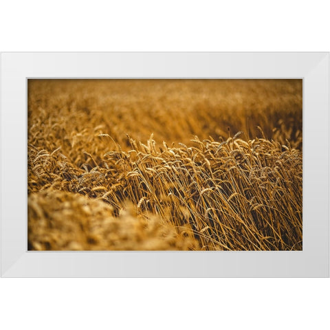 Field 5 White Modern Wood Framed Art Print by Lee, Rachel