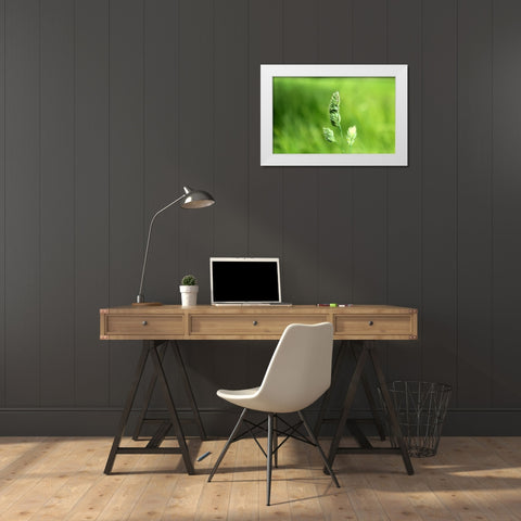 Field 7 White Modern Wood Framed Art Print by Lee, Rachel