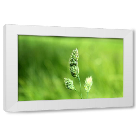Field 7 White Modern Wood Framed Art Print by Lee, Rachel