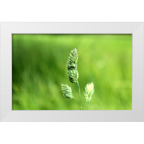 Field 7 White Modern Wood Framed Art Print by Lee, Rachel