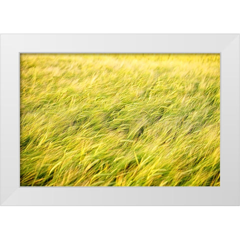 Field 8 White Modern Wood Framed Art Print by Lee, Rachel