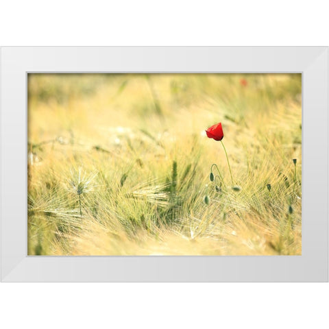 Field 9 White Modern Wood Framed Art Print by Lee, Rachel