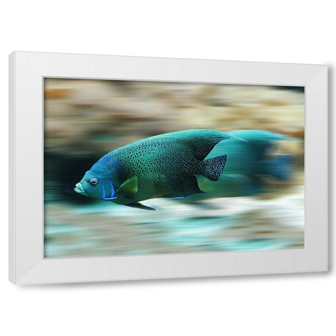 Fish White Modern Wood Framed Art Print by Lee, Rachel