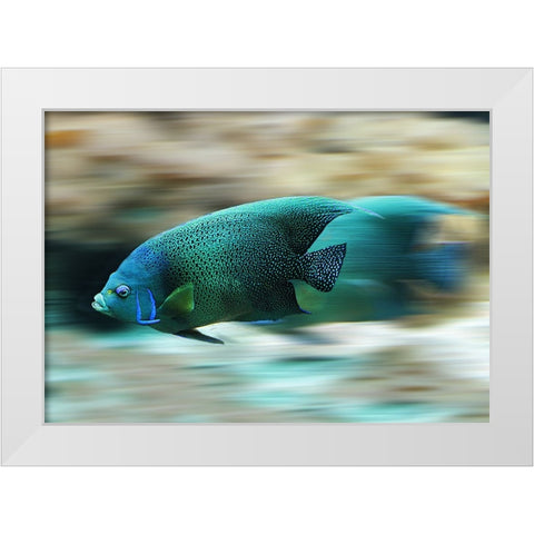 Fish White Modern Wood Framed Art Print by Lee, Rachel
