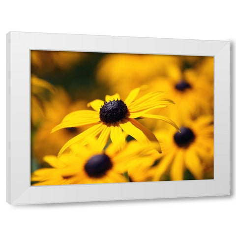 Flower 46 White Modern Wood Framed Art Print by Lee, Rachel