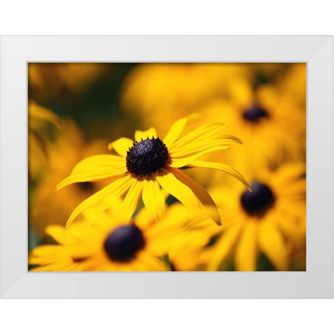 Flower 46 White Modern Wood Framed Art Print by Lee, Rachel