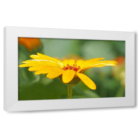 Flower 57 White Modern Wood Framed Art Print by Lee, Rachel