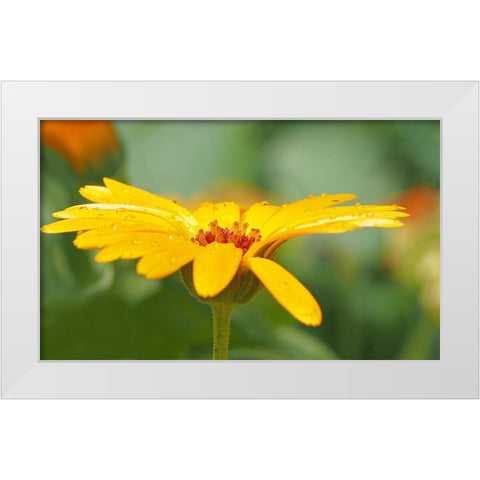 Flower 57 White Modern Wood Framed Art Print by Lee, Rachel