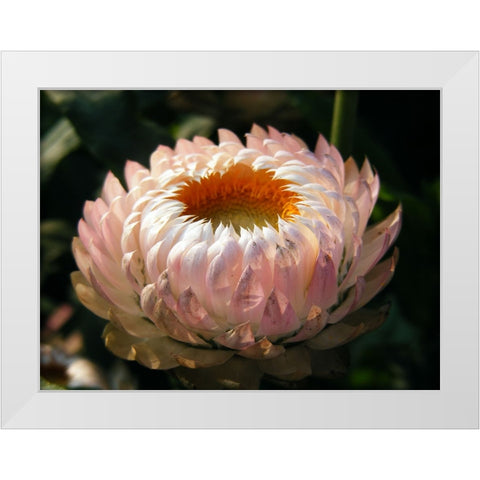 Flower 59 White Modern Wood Framed Art Print by Lee, Rachel