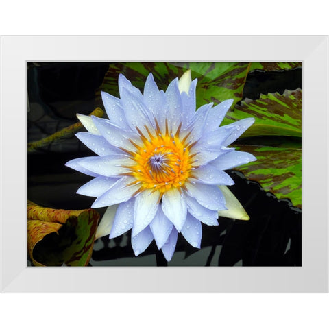 Flower 7 White Modern Wood Framed Art Print by Lee, Rachel