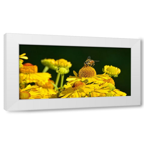 Flower Bee White Modern Wood Framed Art Print by Lee, Rachel