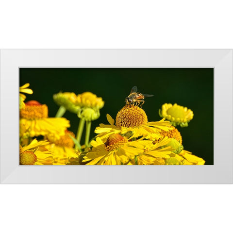 Flower Bee White Modern Wood Framed Art Print by Lee, Rachel