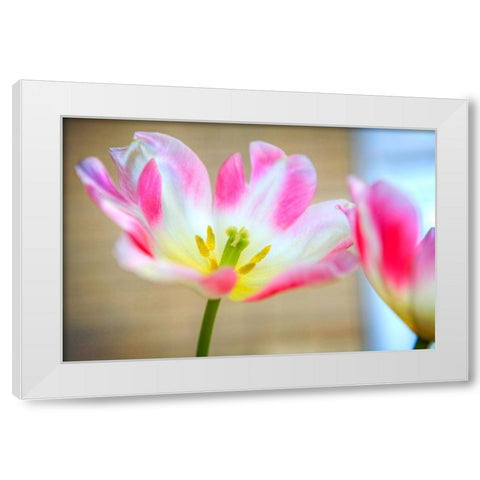 Flower Pink White Modern Wood Framed Art Print by Lee, Rachel