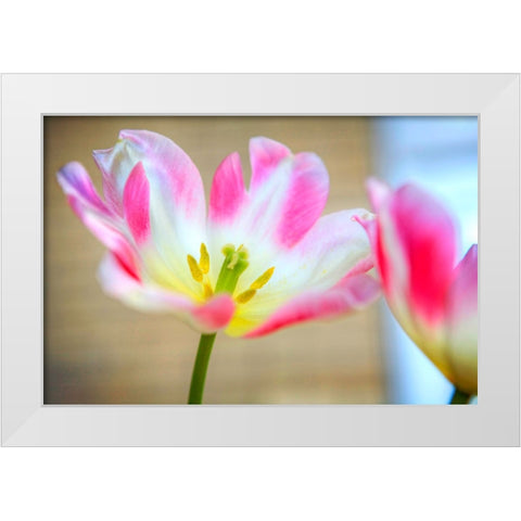 Flower Pink White Modern Wood Framed Art Print by Lee, Rachel