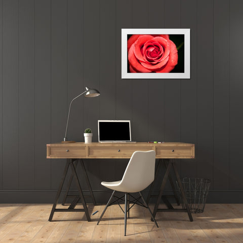 Flower Rose White Modern Wood Framed Art Print by Lee, Rachel