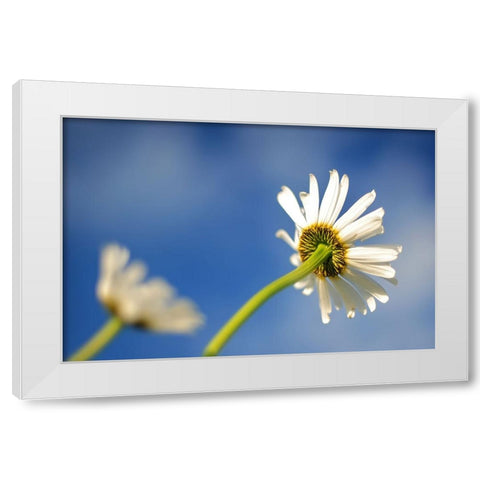 Flower White White Modern Wood Framed Art Print by Lee, Rachel