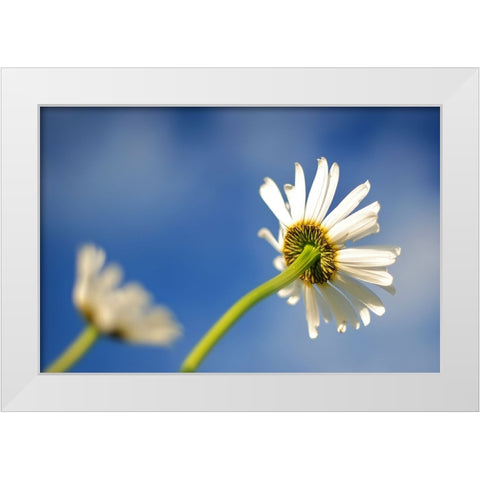 Flower White White Modern Wood Framed Art Print by Lee, Rachel