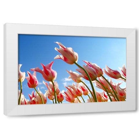 Flower Tulips White Modern Wood Framed Art Print by Lee, Rachel