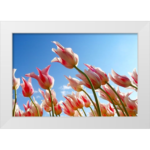 Flower Tulips White Modern Wood Framed Art Print by Lee, Rachel