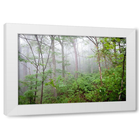 Foggy Forest White Modern Wood Framed Art Print by Lee, Rachel