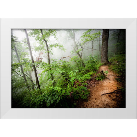 Foggy Forest Path White Modern Wood Framed Art Print by Lee, Rachel
