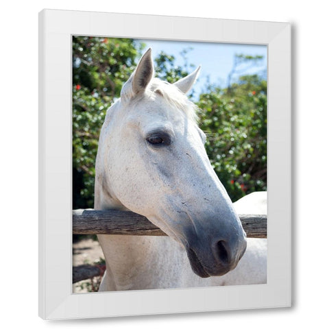Horse 8 White Modern Wood Framed Art Print by Lee, Rachel