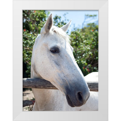 Horse 8 White Modern Wood Framed Art Print by Lee, Rachel