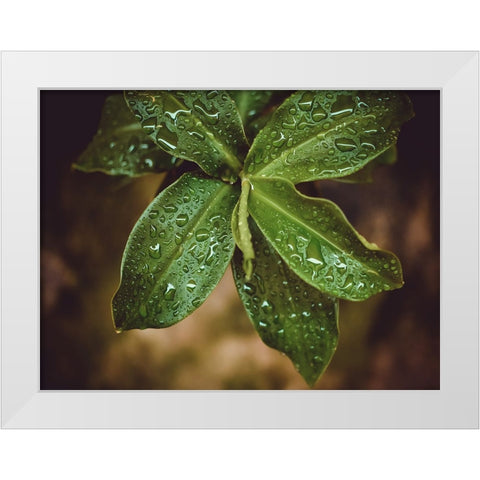 Leaves 12 White Modern Wood Framed Art Print by Lee, Rachel