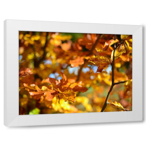 Leaves 15 White Modern Wood Framed Art Print by Lee, Rachel