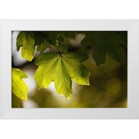 Leaves 5 White Modern Wood Framed Art Print by Lee, Rachel