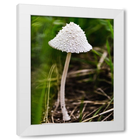 Mushroom 1 White Modern Wood Framed Art Print by Lee, Rachel