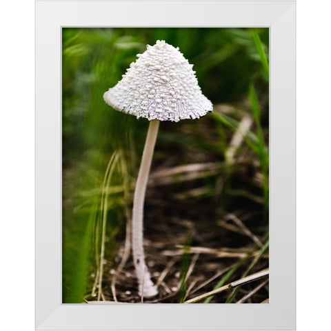 Mushroom 1 White Modern Wood Framed Art Print by Lee, Rachel