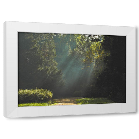 Pathway 4 White Modern Wood Framed Art Print by Lee, Rachel