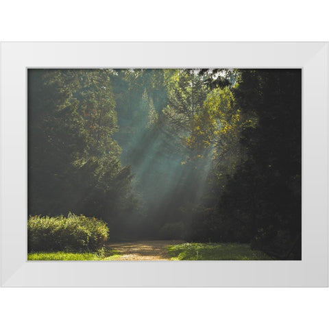 Pathway 4 White Modern Wood Framed Art Print by Lee, Rachel