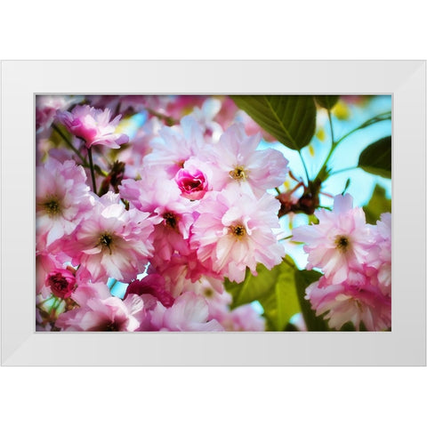 Pink Blossoms White Modern Wood Framed Art Print by Lee, Rachel