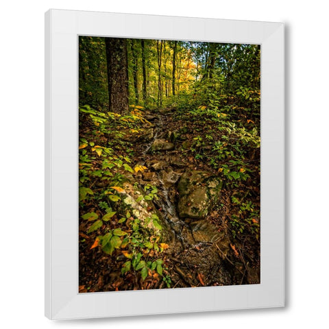 Pocket Wilderness 1 White Modern Wood Framed Art Print by Lee, Rachel