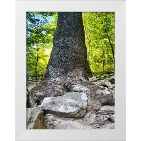 Pocket Wilderness Dayton 7 White Modern Wood Framed Art Print by Lee, Rachel