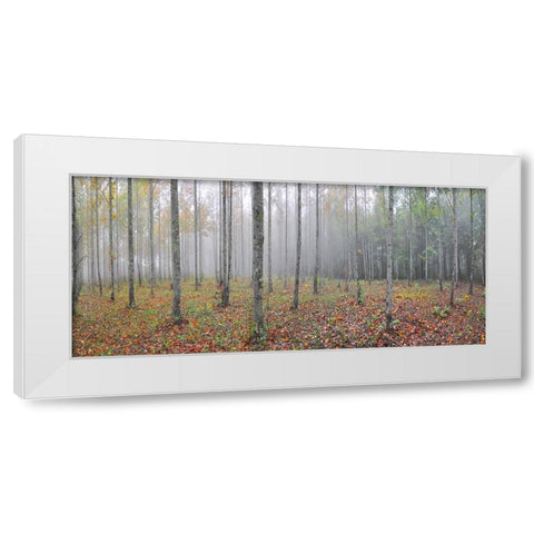 Prentice Tree Pano White Modern Wood Framed Art Print by Lee, Rachel