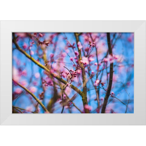 Spring Bloom White Modern Wood Framed Art Print by Lee, Rachel