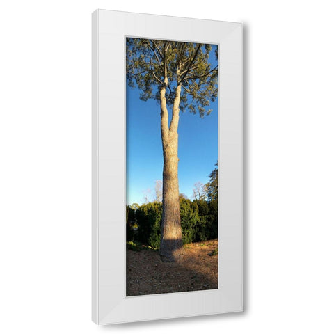 St Elmo Pine White Modern Wood Framed Art Print by Lee, Rachel